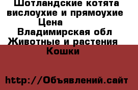 Шотландские котята вислоухие и прямоухие › Цена ­ 1 500 - Владимирская обл. Животные и растения » Кошки   